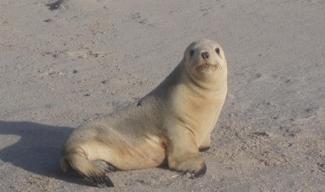 australian sea lion