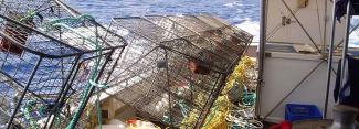 OceanWatch Australia - Learn More AboutDemersal Fish Traps Demersal fish  traps are used throughout the NSW coastline and managed through the NSW  Ocean Trap and Line fishery. They are useful for professionally