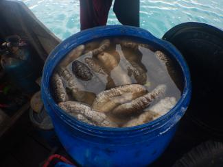 sea cucumbers in a large plastic barrel 