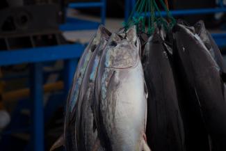 Southern Bluefin Tuna being harvested