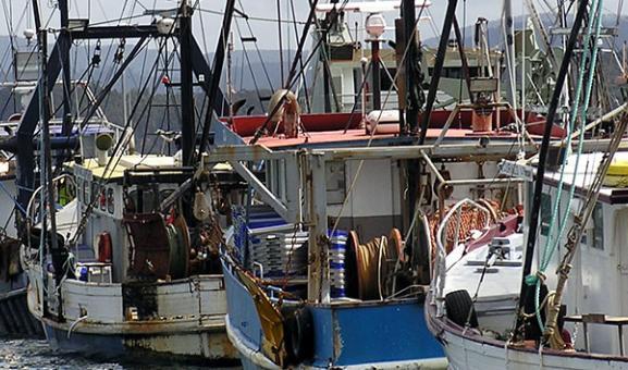 Fisheries | Australian Fisheries Management Authority