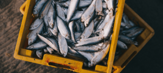 A crate full of fish